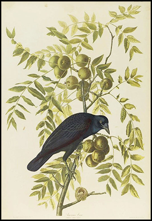 John James Audubon - American Crow - Hakyarts