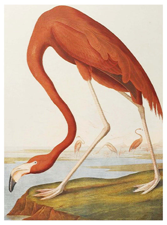 John James Audubon - American Flamingo - Hakyarts