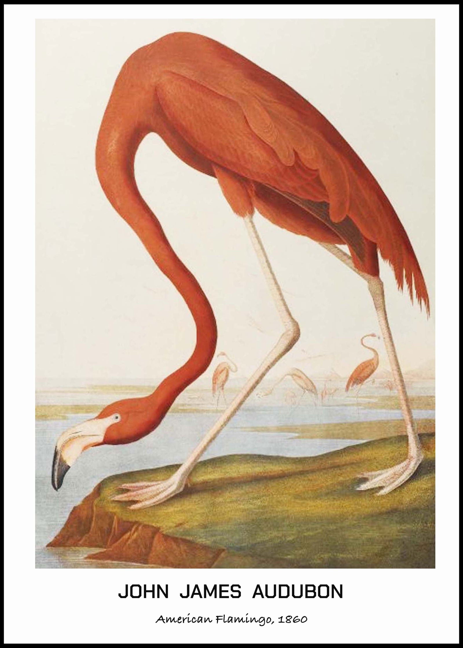 John James Audubon - American Flamingo Poster - Hakyarts