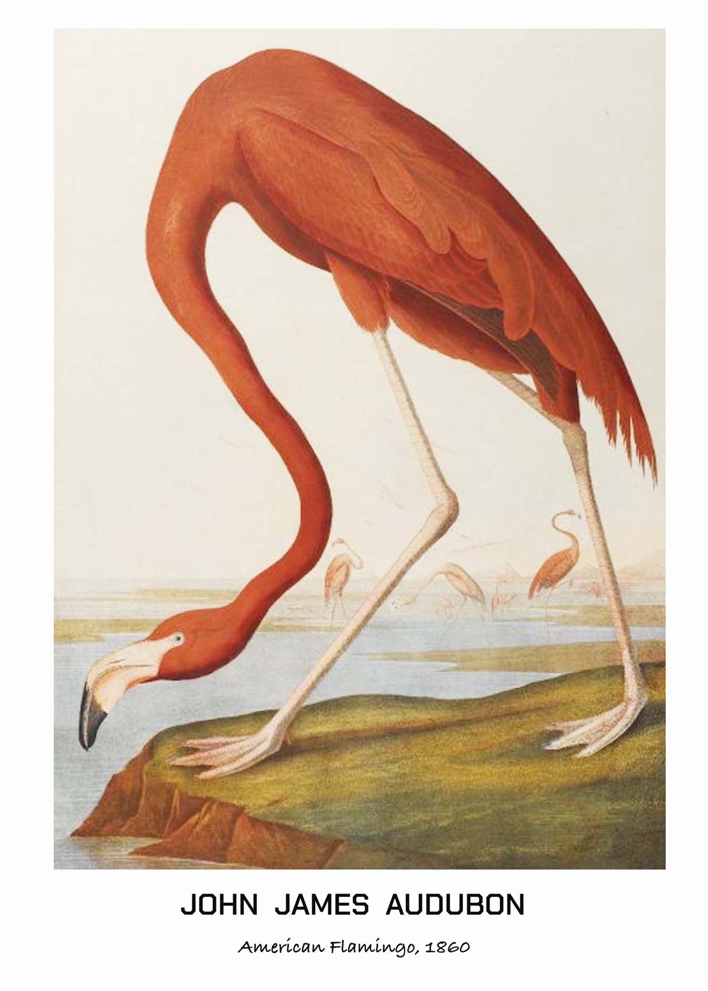 John James Audubon - American Flamingo Poster - Hakyarts