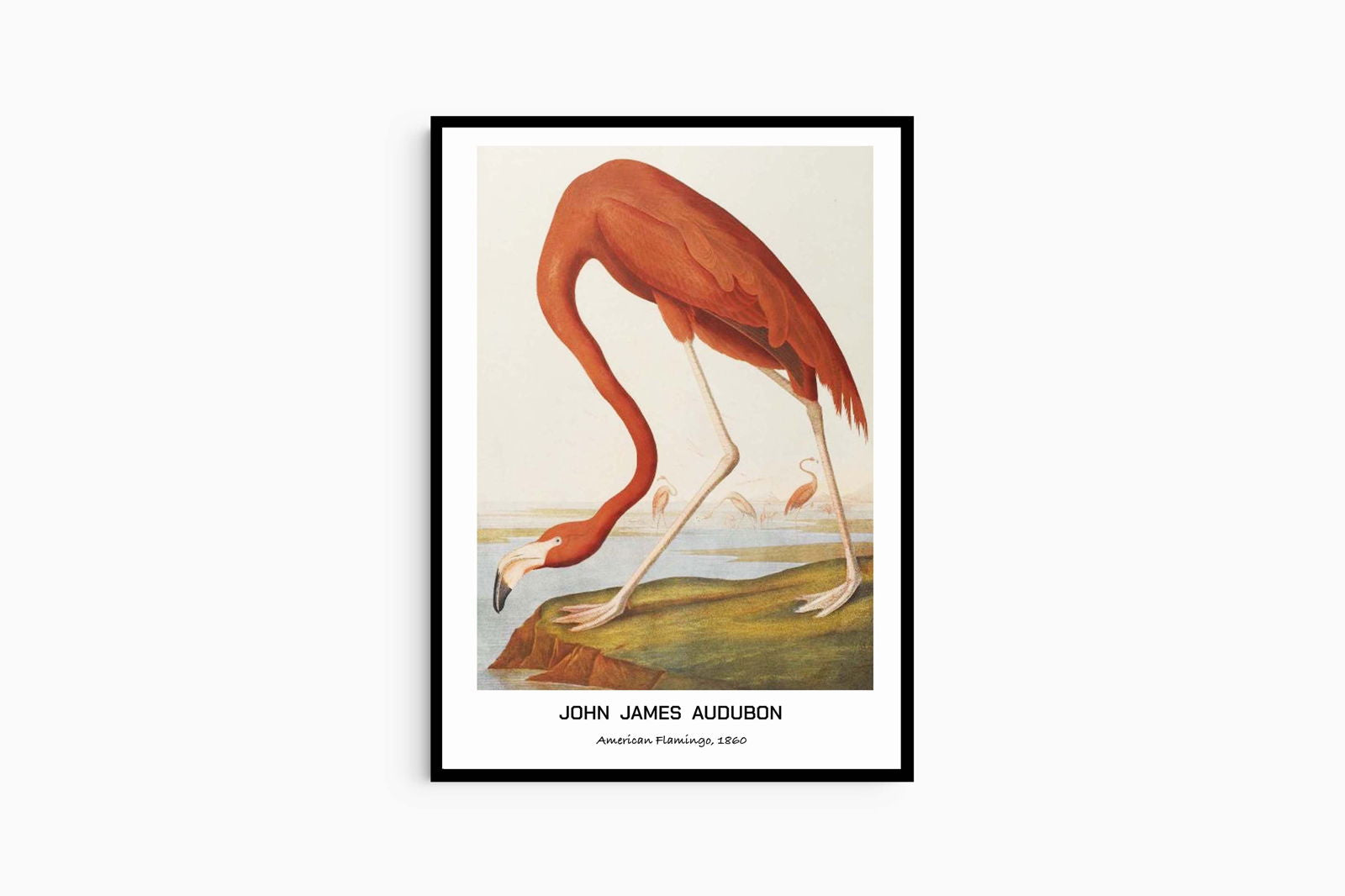 John James Audubon - American Flamingo Poster - Hakyarts