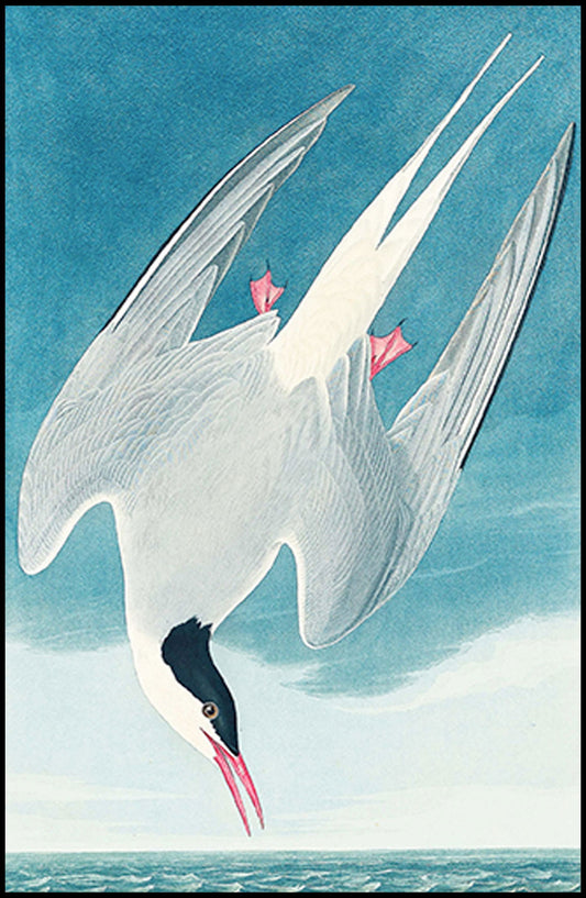 John James Audubon - Artic Tern - Hakyarts