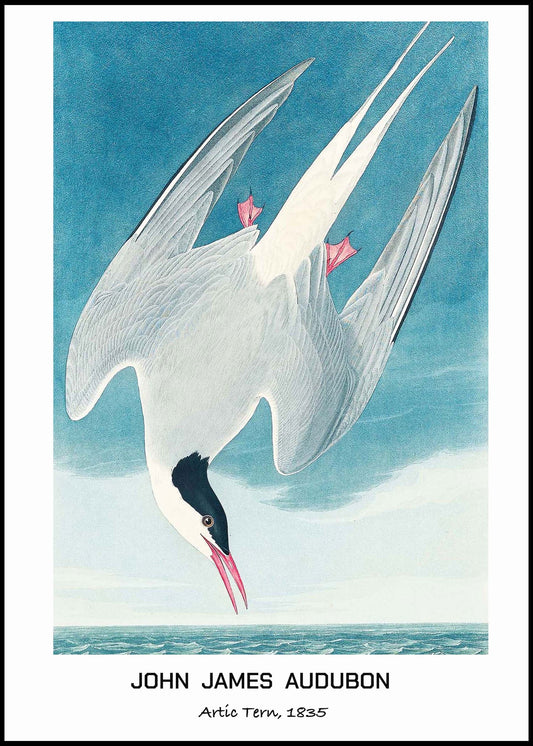 John James Audubon - Artic Tern Poster - Hakyarts