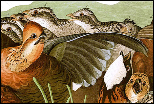 John James Audubon - Birds of America - Hakyarts