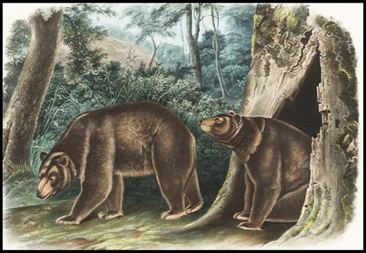 John James Audubon - Cinnamon Bear - Hakyarts