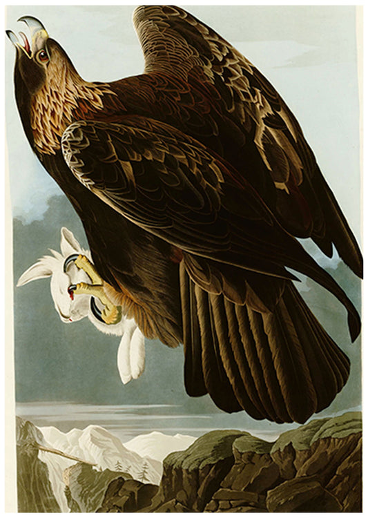 John James Audubon - Golden Eagle - Hakyarts