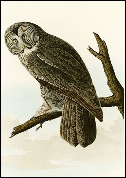 John James Audubon - Great Cinereous Owl - Hakyarts