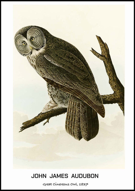 John James Audubon - Great Cinereous Owl Poster - Hakyarts