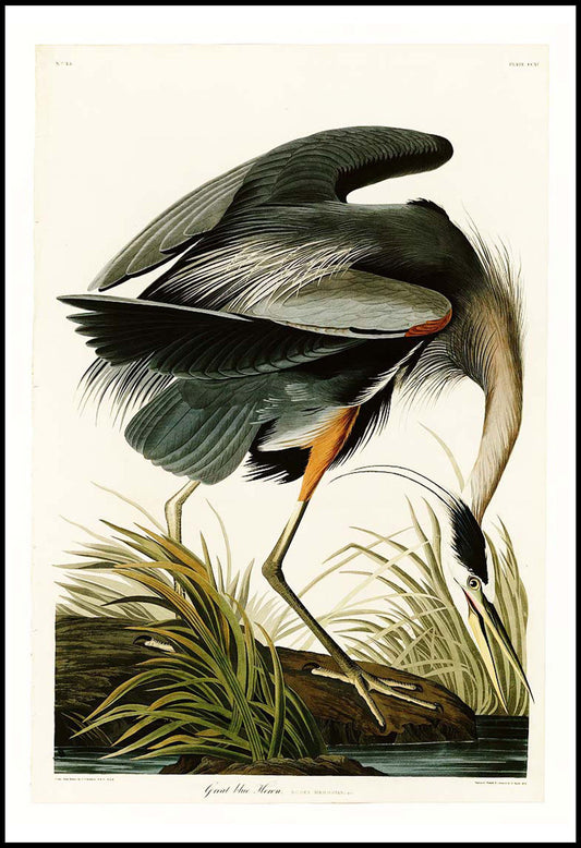 John James Audubon - Great blue Heron Poster - Hakyarts