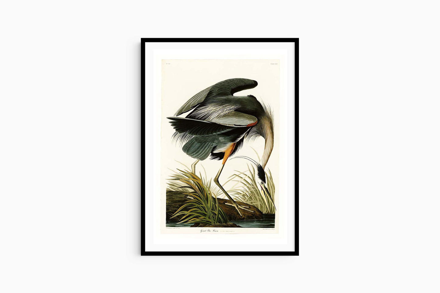 John James Audubon - Great blue Heron Poster - Hakyarts