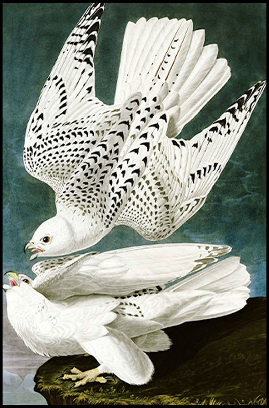 John James Audubon - Gyrfalcon - Hakyarts