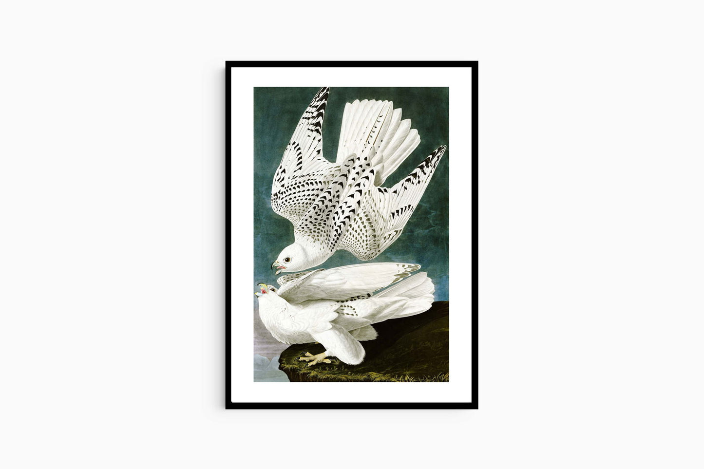 John James Audubon - Gyrfalcon - Hakyarts