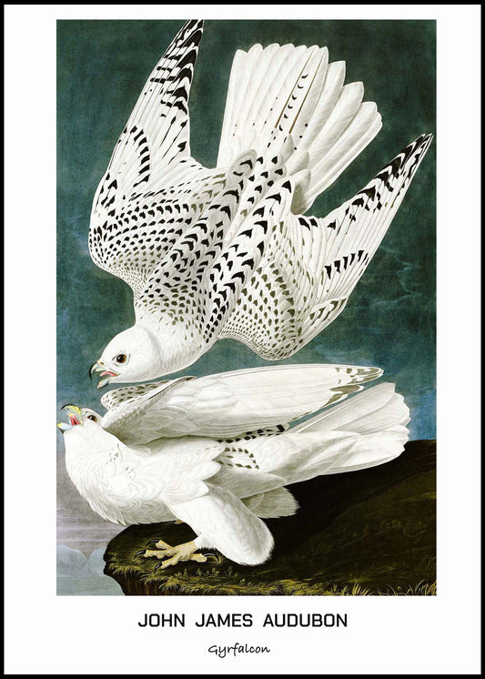 John James Audubon - Gyrfalcon Poster - Hakyarts