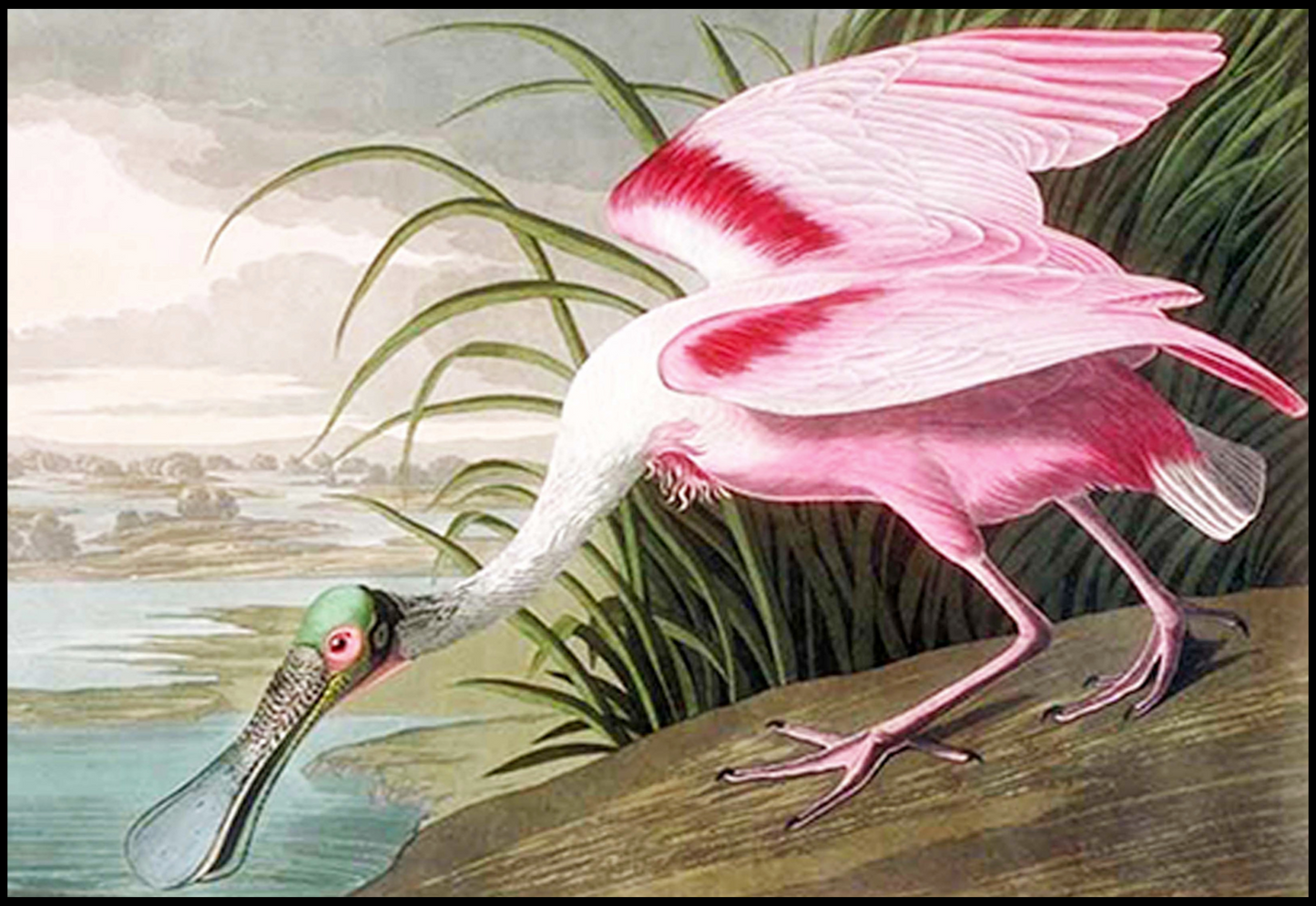 John James Audubon - Large Audubon Spoonbill - Hakyarts