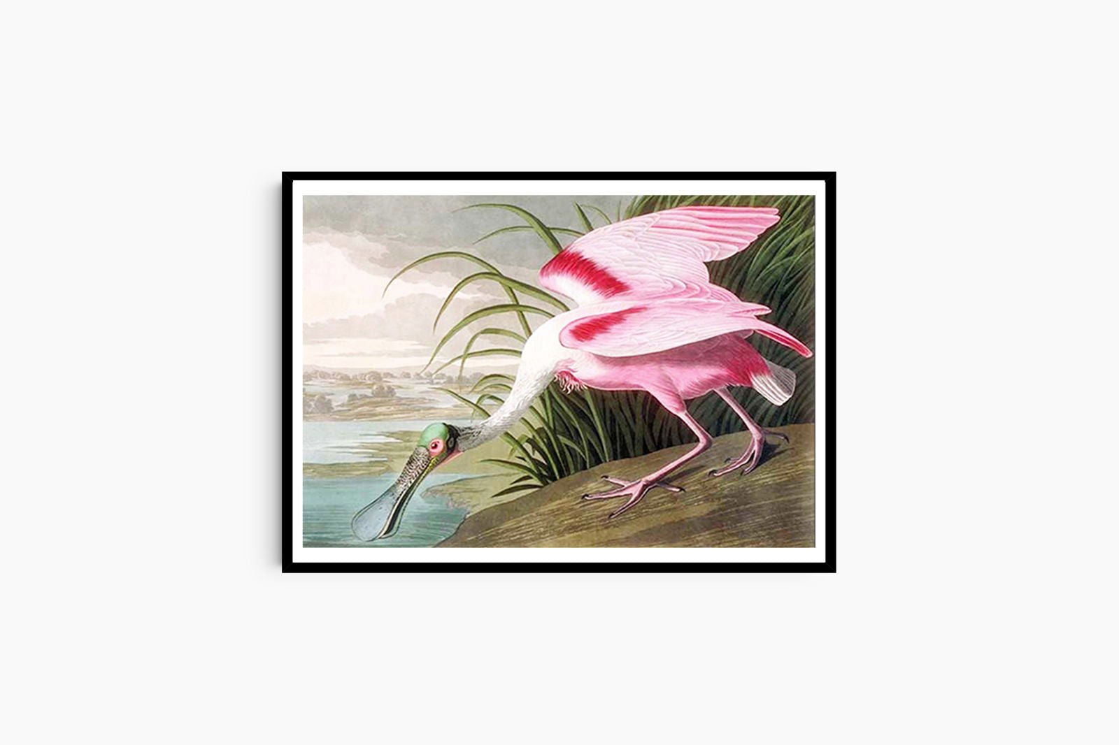 John James Audubon - Large Audubon Spoonbill - Hakyarts