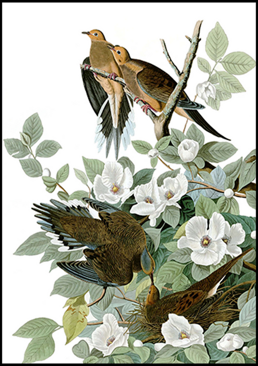 John James Audubon - Mourning Dove 'Zenaida macroura' - Hakyarts