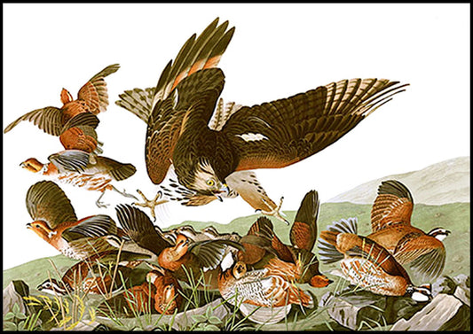 John James Audubon - Plate 76 - Birds of America - Hakyarts