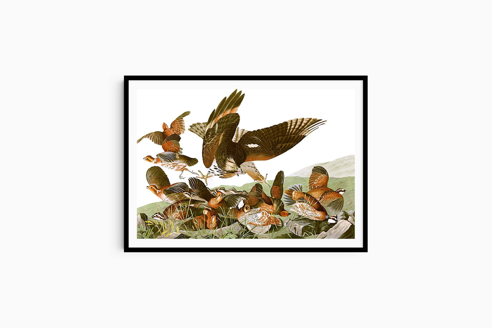 John James Audubon - Plate 76 - Birds of America - Hakyarts