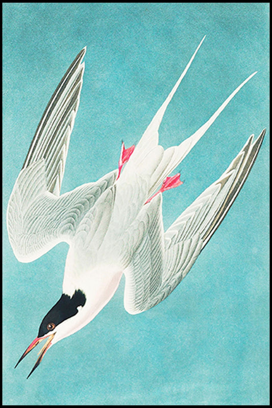 John James Audubon - Roseate Tern - Hakyarts