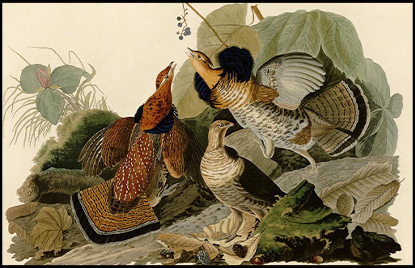 John James Audubon - Ruffed Grouse - Hakyarts