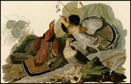 John James Audubon - Ruffed Grouse - Hakyarts