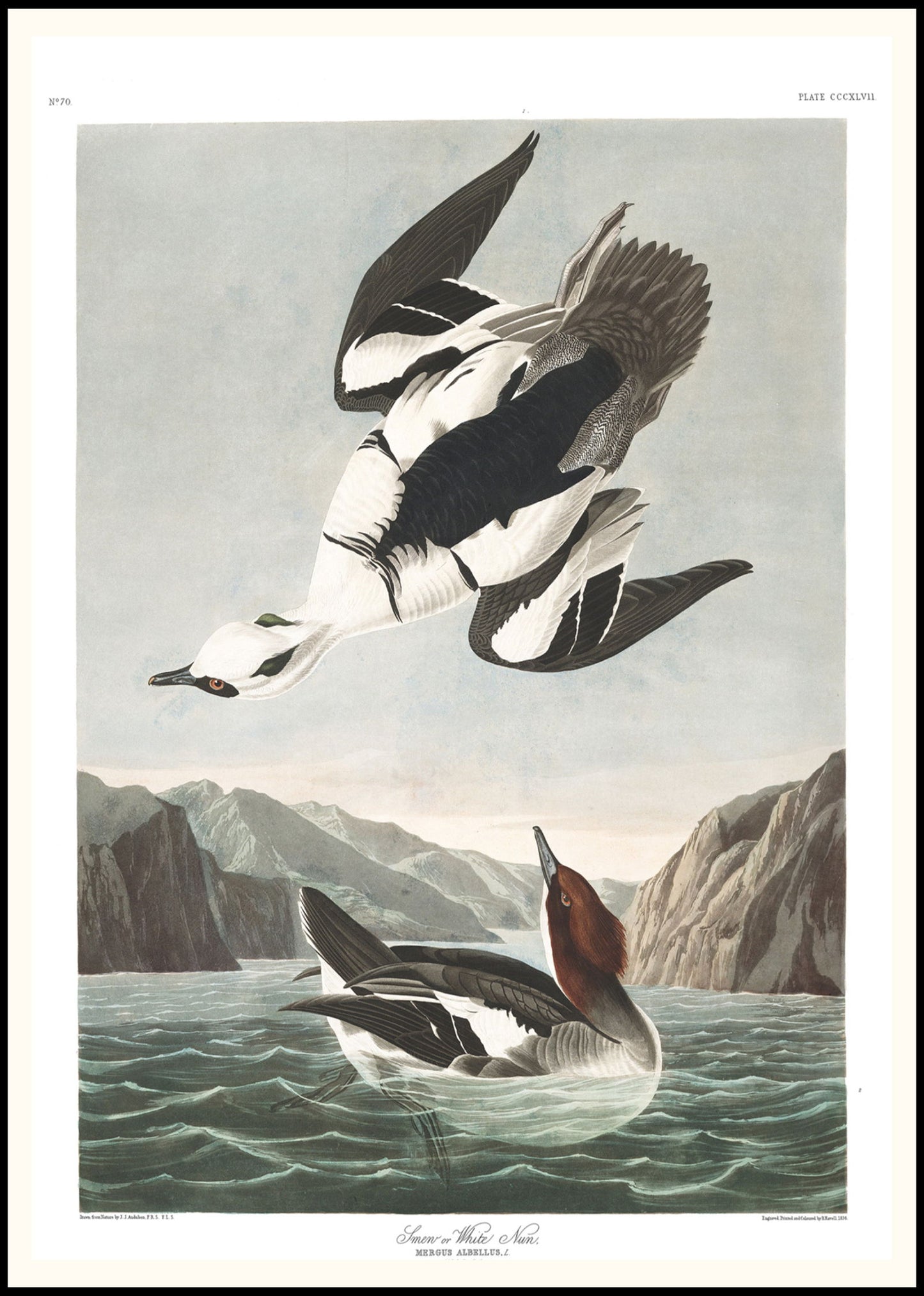 John James Audubon - Smew or White Nun Poster - Hakyarts