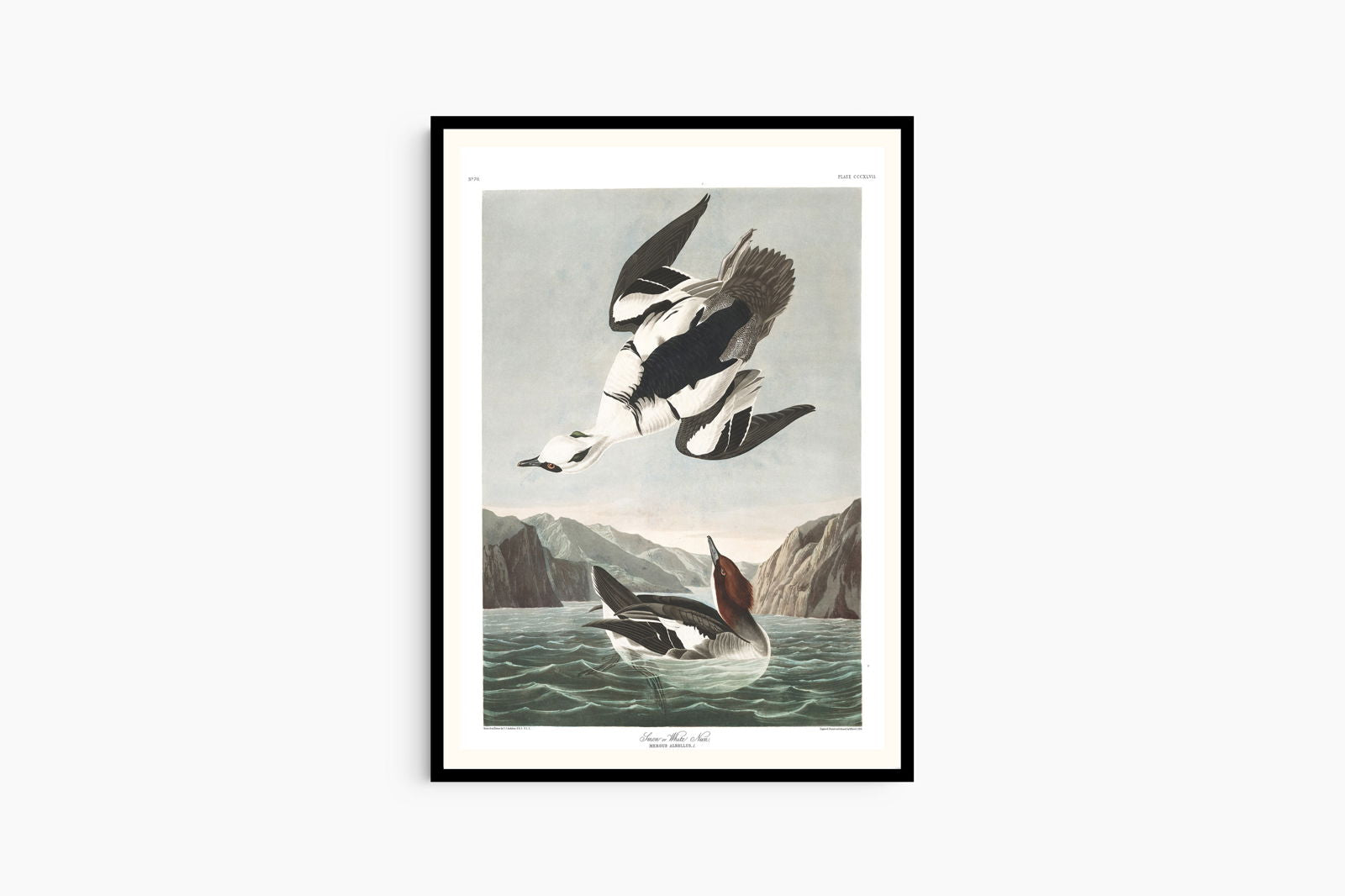 John James Audubon - Smew or White Nun Poster - Hakyarts