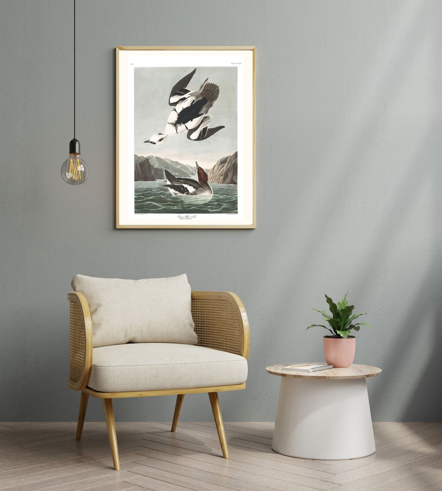 John James Audubon - Smew or White Nun Poster - Hakyarts