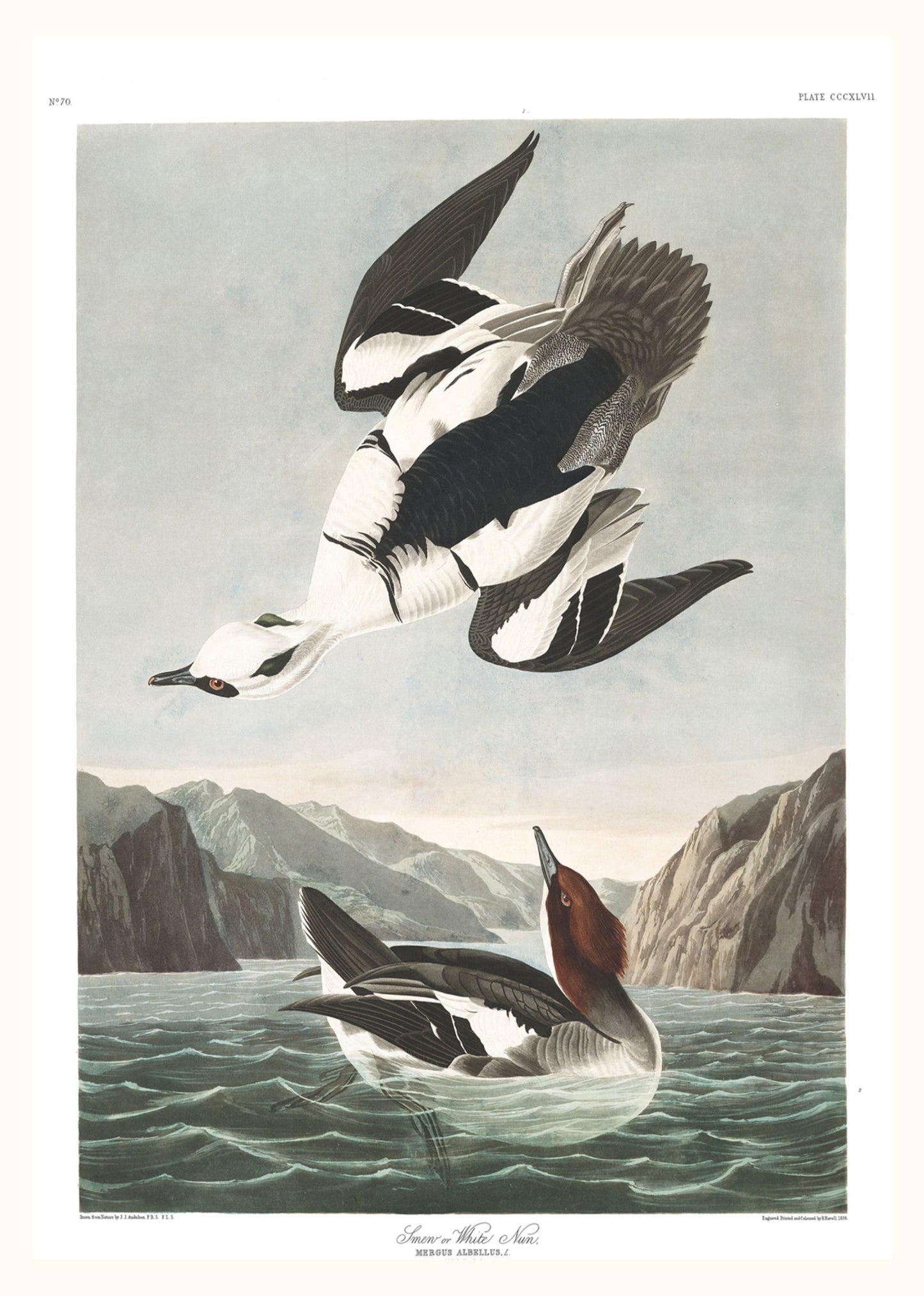 John James Audubon - Smew or White Nun Poster - Hakyarts