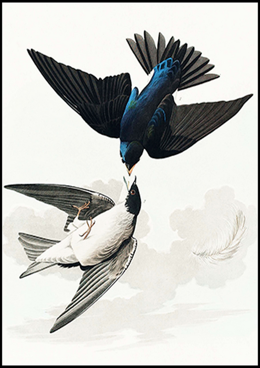 John James Audubon - White-bellied Swallow from Birds of America - Hakyarts