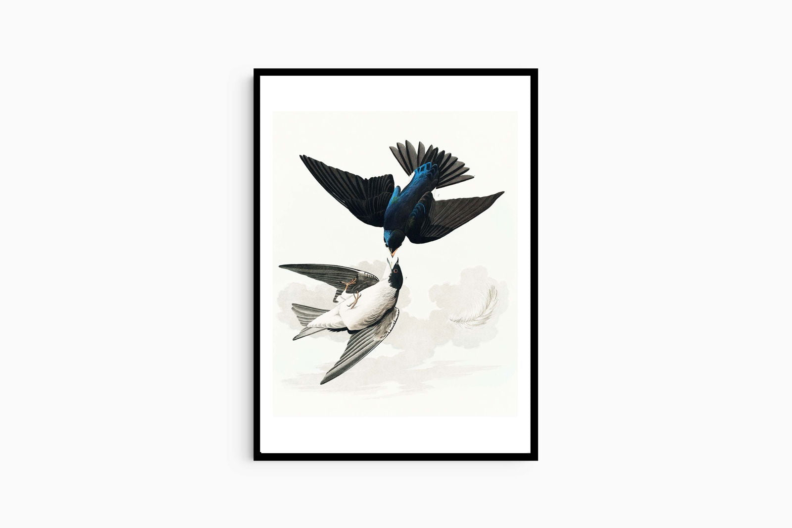 John James Audubon - White-bellied Swallow from Birds of America - Hakyarts