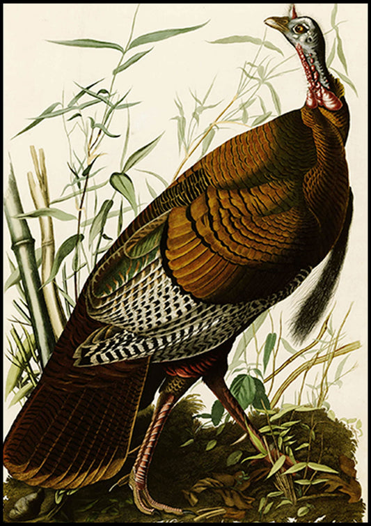 John James Audubon - Wild Turkey - Hakyarts