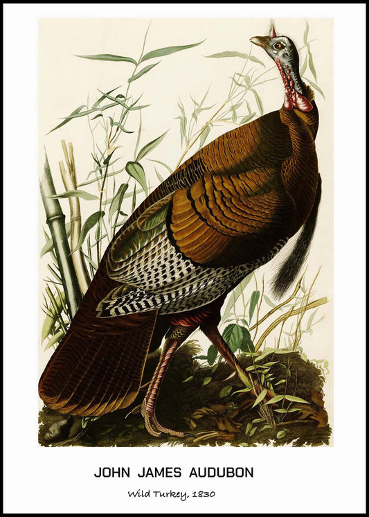 John James Audubon - Wild Turkey Poster - Hakyarts