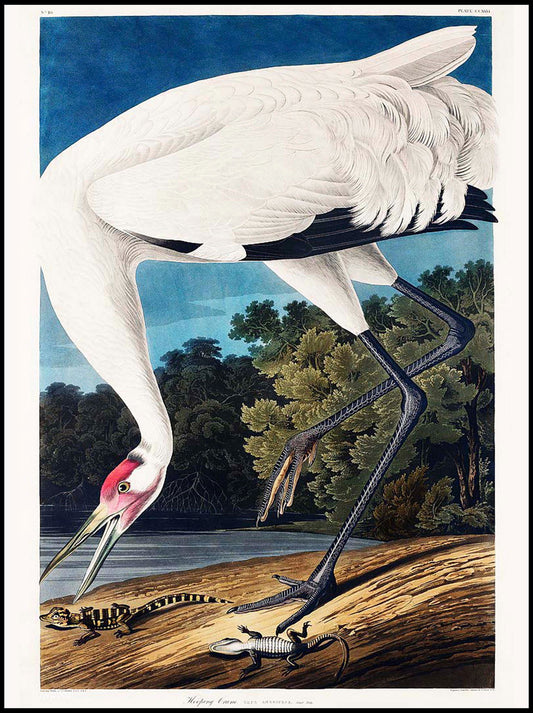 John James Audubon - Wooping Crane Poster - Hakyarts