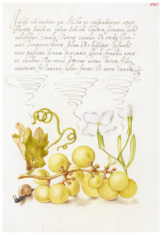 Joris Hoefnagel - Wine Grape, Gillyflower, and Land Snail Poster - Hakyarts