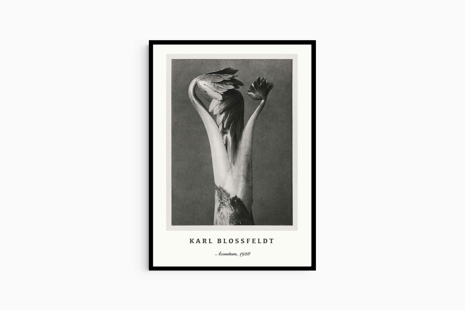 Karl Blossfeldt - Aconitum Poster - Hakyarts