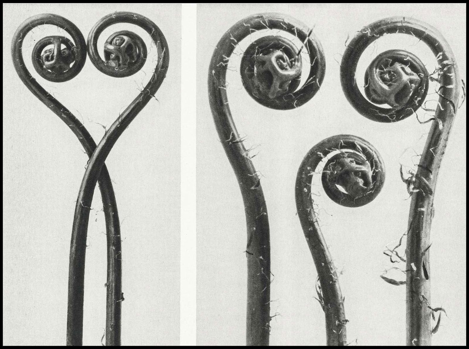 Karl Blossfeldt - Adiantum Pedatum - Hakyarts