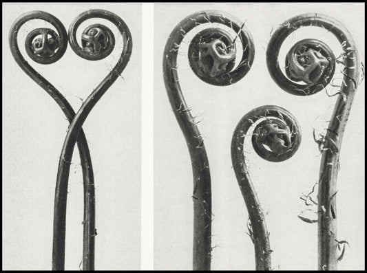 Karl Blossfeldt - Adiantum Pedatum - Hakyarts