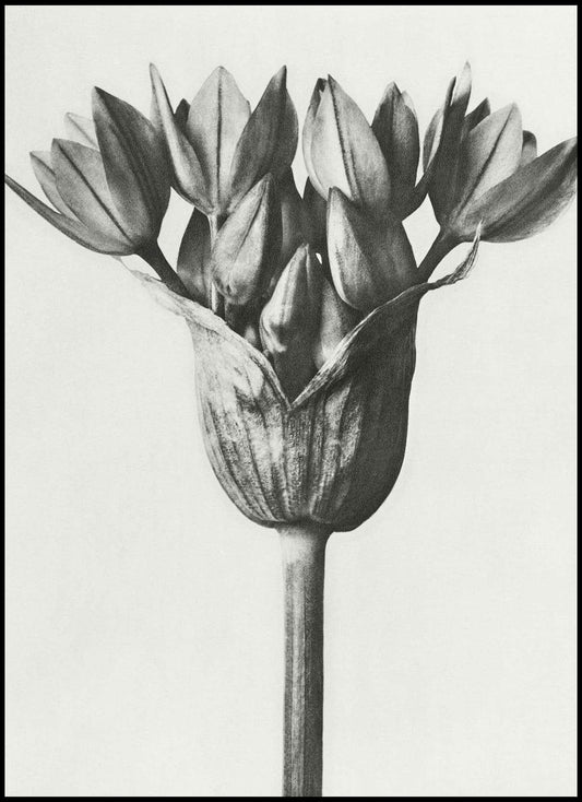 Karl Blossfeldt - Allium Ostroroskianum - Hakyarts