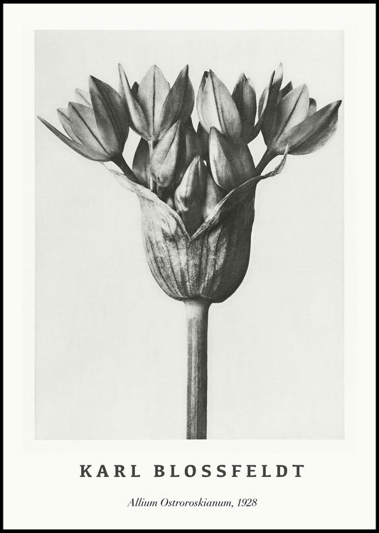 Karl Blossfeldt - Allium Ostroroskianum Poster - Hakyarts