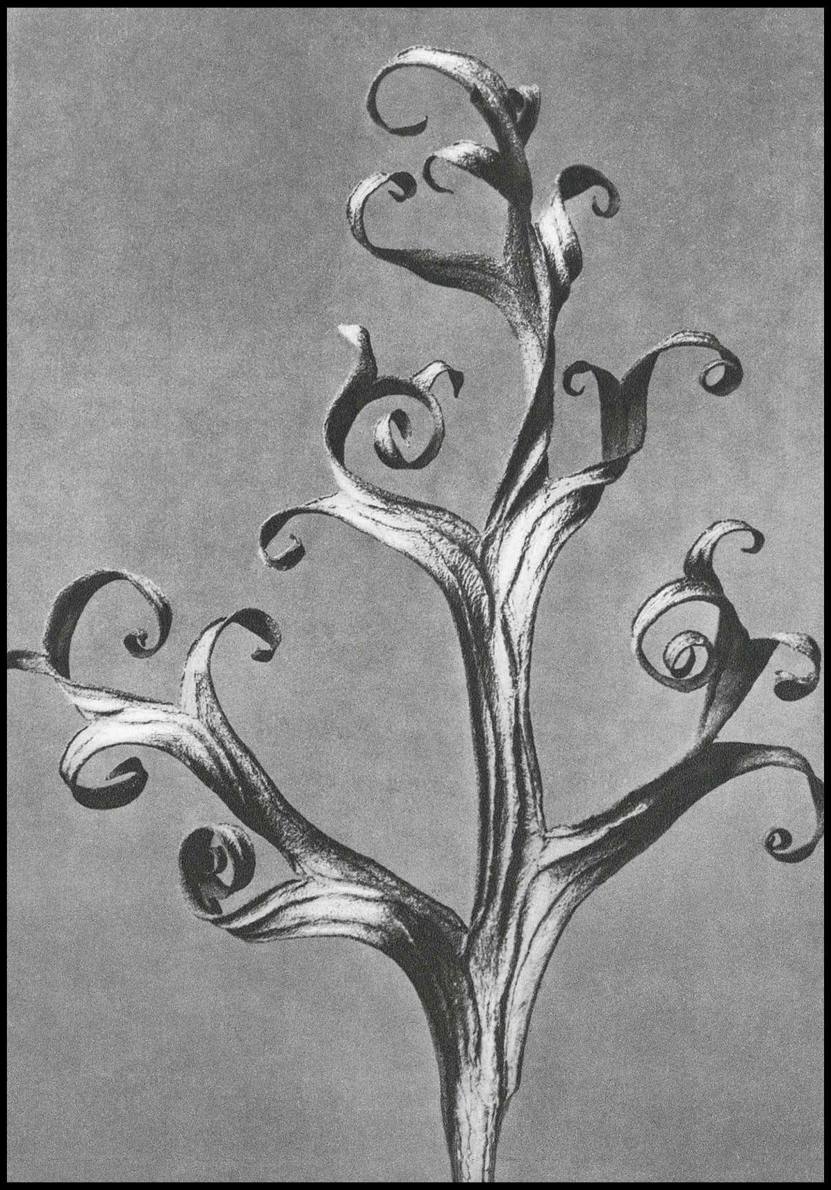 Karl Blossfeldt - Delphinium 'Larkspur' - Hakyarts