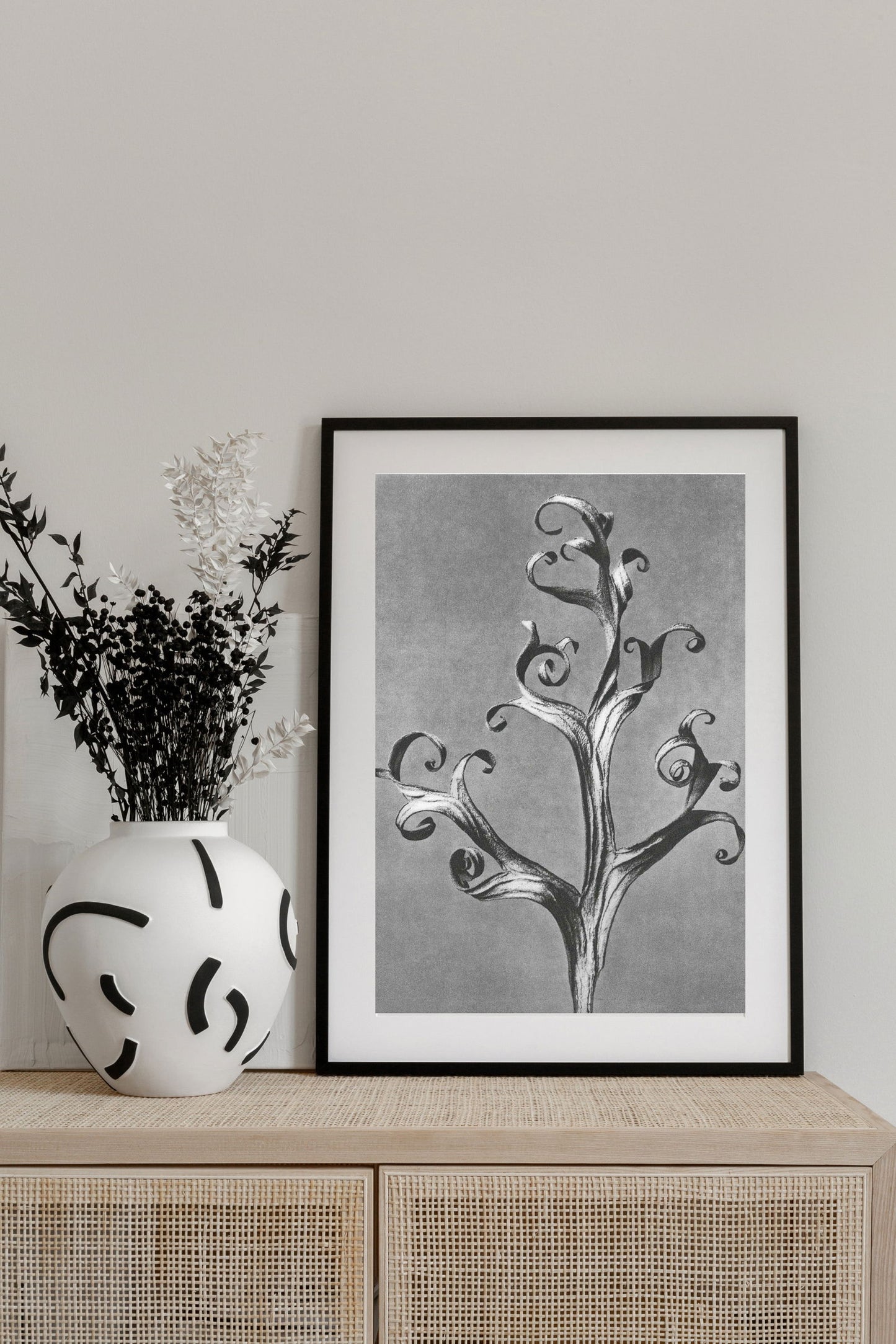 Karl Blossfeldt - Delphinium 'Larkspur' - Hakyarts