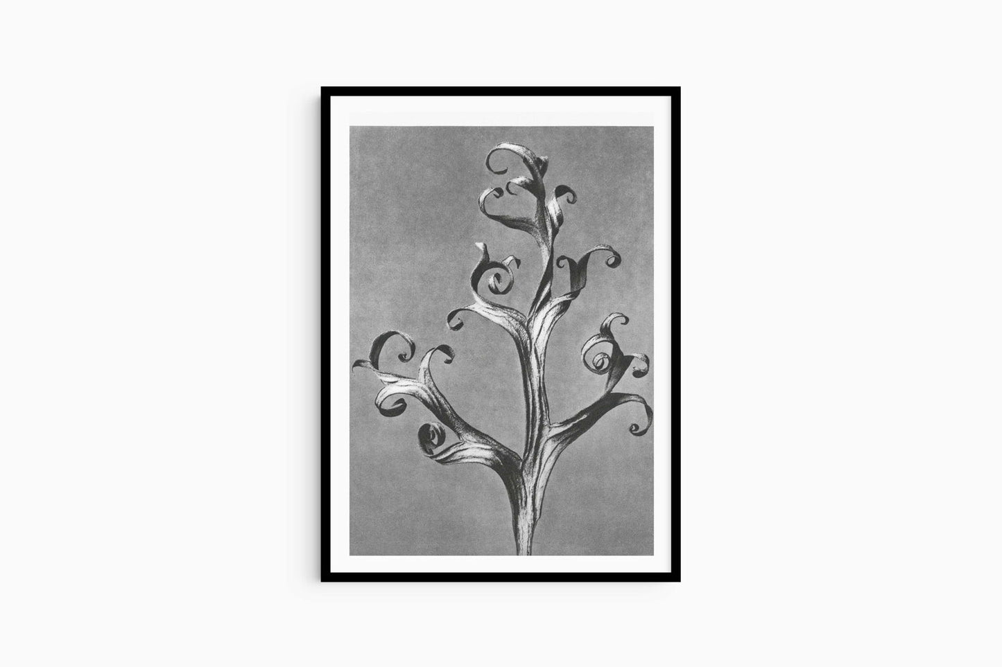 Karl Blossfeldt - Delphinium 'Larkspur' - Hakyarts