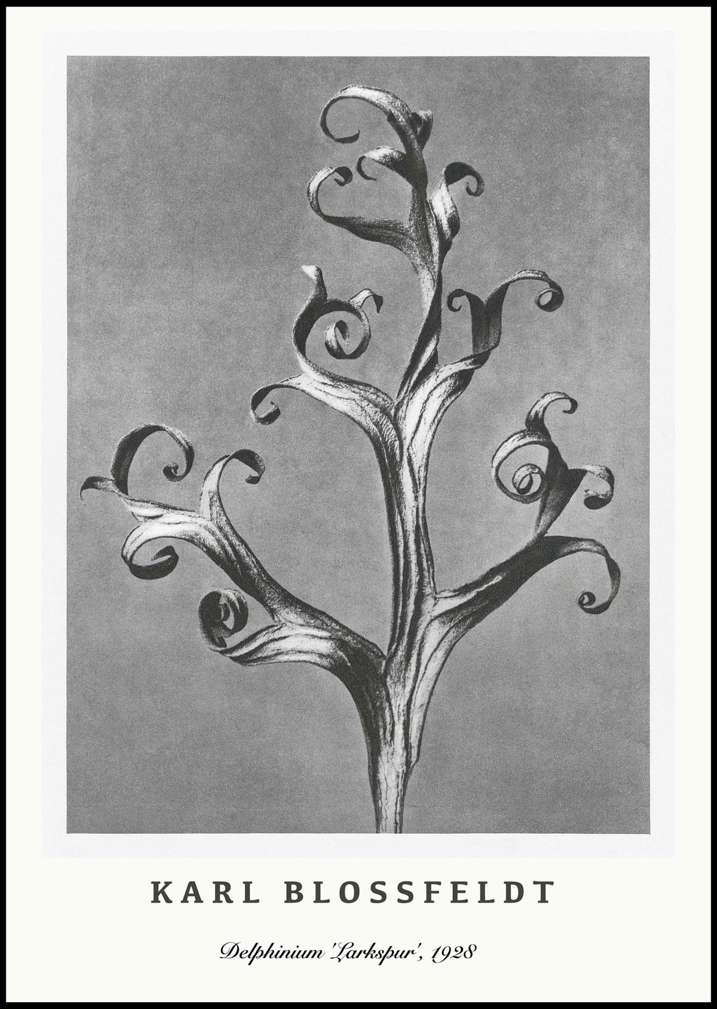 Karl Blossfeldt - Delphinium 'Larkspur' Poster - Hakyarts