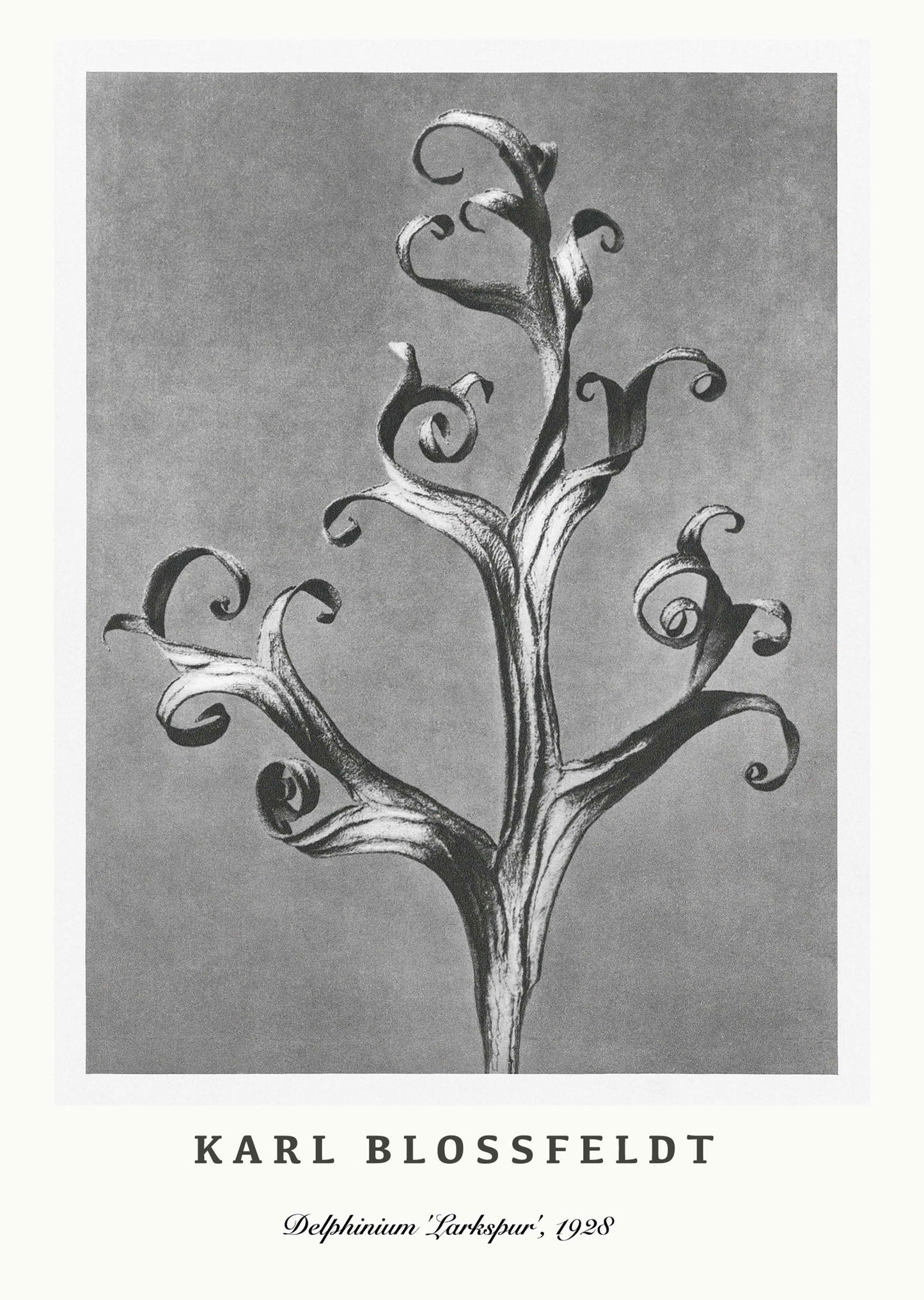 Karl Blossfeldt - Delphinium 'Larkspur' Poster - Hakyarts