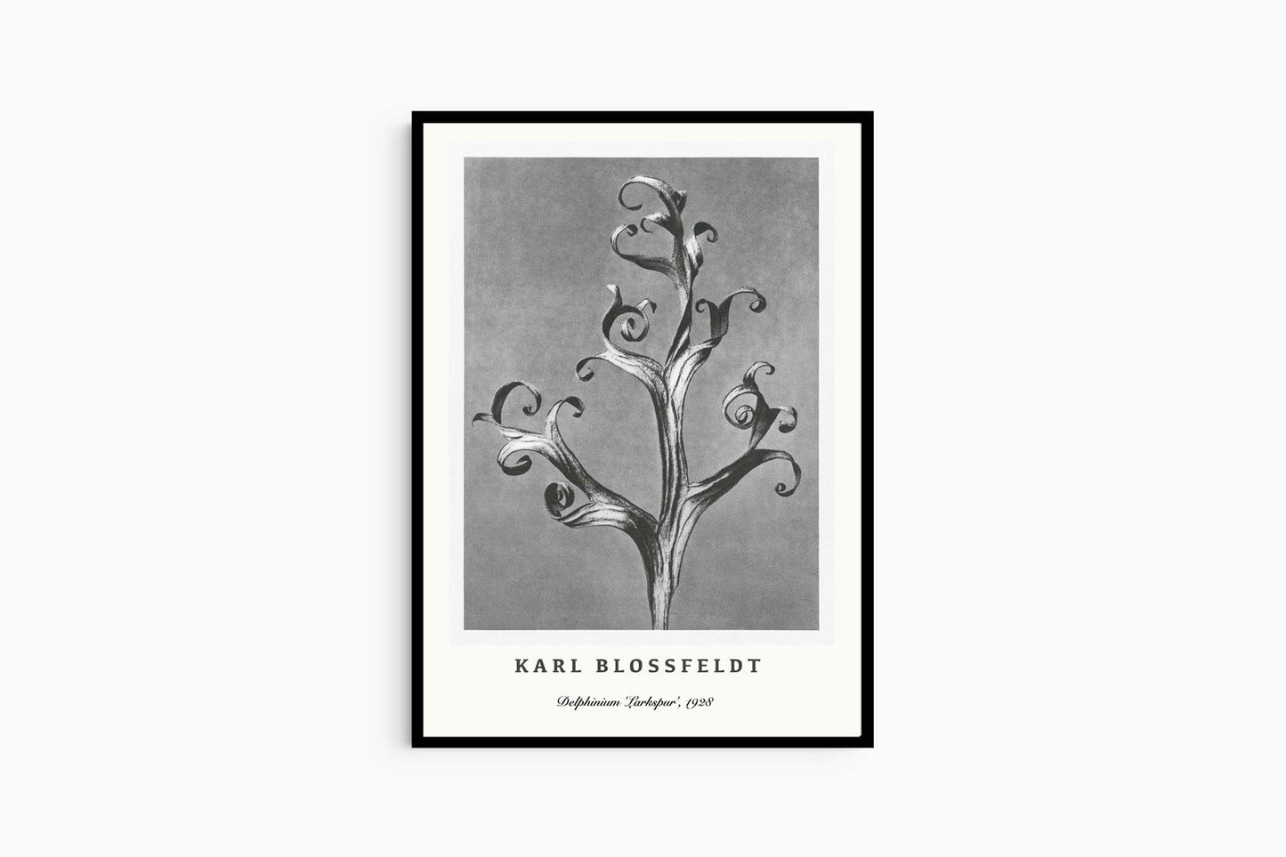 Karl Blossfeldt - Delphinium 'Larkspur' Poster - Hakyarts