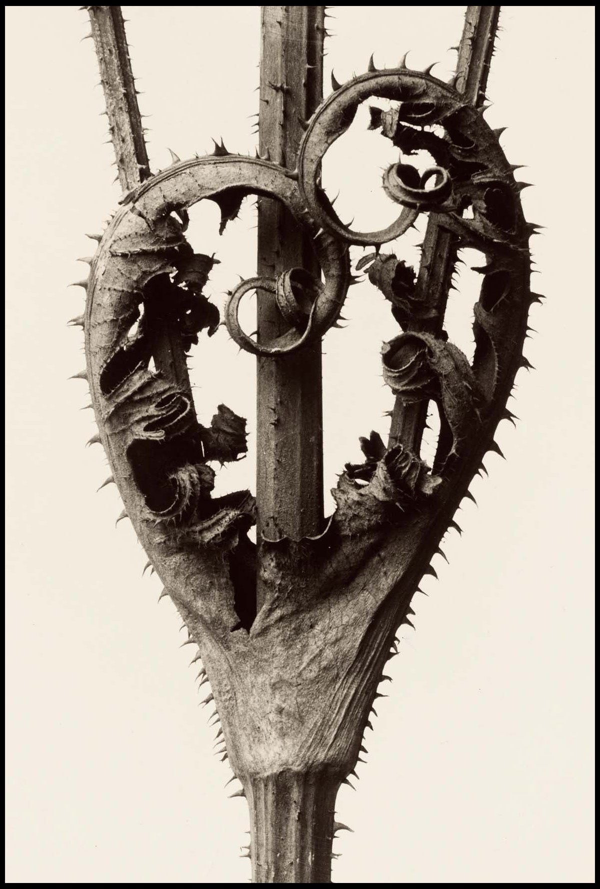 Karl Blossfeldt - Dipsacus Laciniatus - Hakyarts