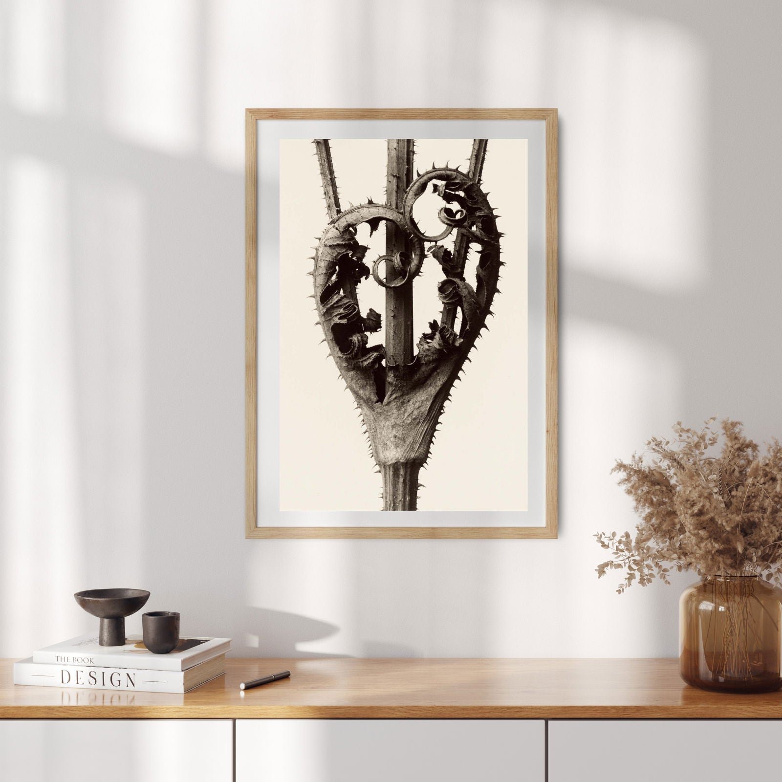 Karl Blossfeldt - Dipsacus Laciniatus - Hakyarts