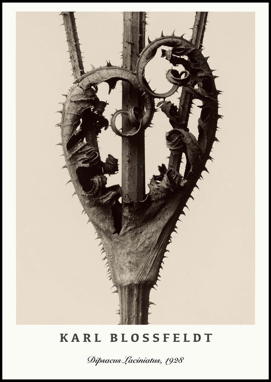 Karl Blossfeldt - Dipsacus Laciniatus Poster - Hakyarts