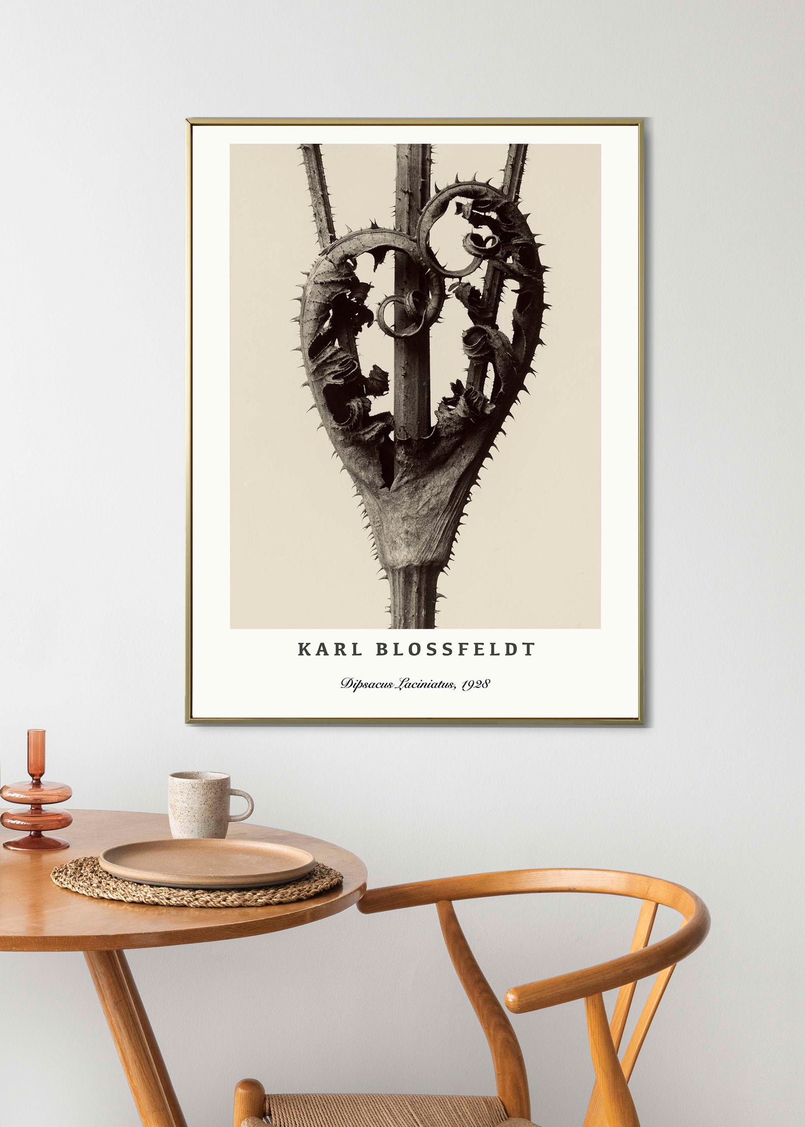 Karl Blossfeldt - Dipsacus Laciniatus Poster - Hakyarts